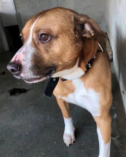 Roller, Mixed Breed for adoption at Canile di Porpetto