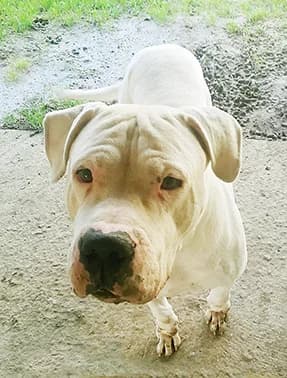 Gladio, female Mixed Breed for adoption at Canile di Porpetto