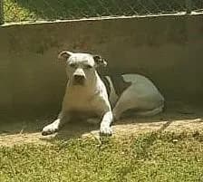 Rico, Mixed Breed for adoption at Canile di Porpetto