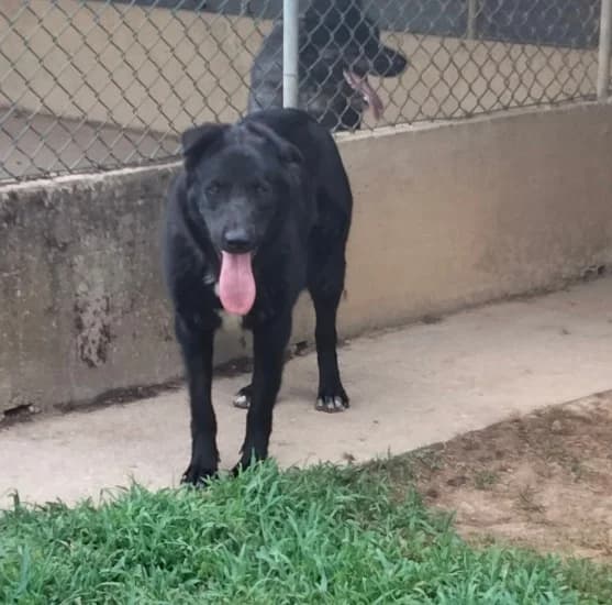 Lady marian, female Mixed Breed for adoption at Canile di Porpetto