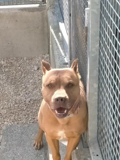 Jaky, Mixed Breed for adoption at Canile di Porpetto