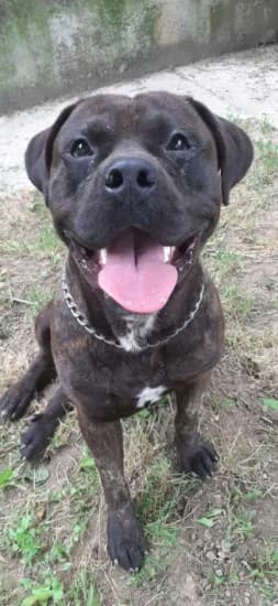 Zeus, Mixed Breed for adoption at Canile di Porpetto