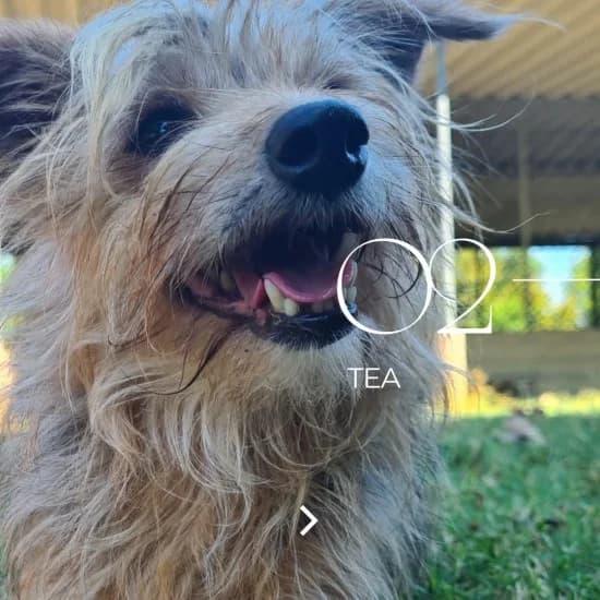 Tea, senior Mixed Breed for adoption at Canile di Porpetto