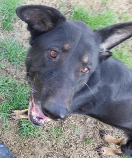 Kandy, Mixed Breed for adoption at Canile di Porpetto
