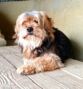 Zeus, Mixed Breed for adoption at Canile di Porpetto