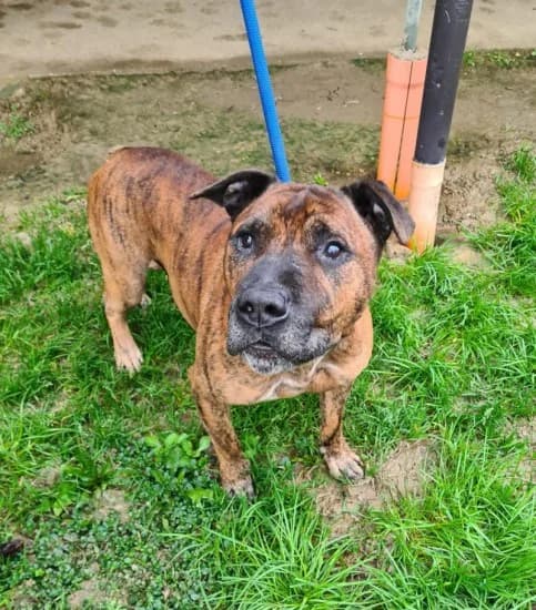 Icaro, senior Mixed Breed for adoption at Canile di Porpetto