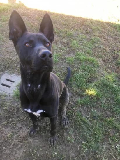 Enea, Mixed Breed for adoption at Canile di Porpetto