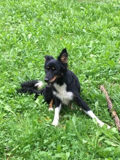 Olmo, female Mixed Breed for adoption at Canile di Porpetto
