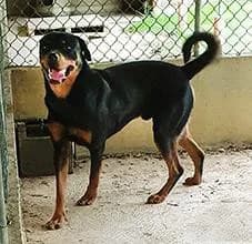 Rotty, Mixed Breed for adoption at Canile di Porpetto