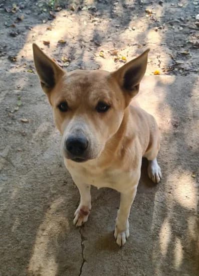 Kobe, female Mixed Breed for adoption at Canile di Porpetto