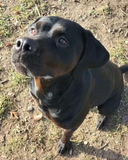 Mia, Mixed Breed for adoption at Canile di Porpetto