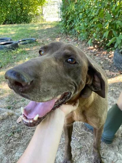 Asia, female Mixed Breed for adoption at Canile di Porpetto