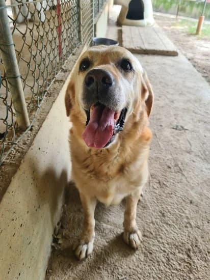 Buddy, Mixed Breed for adoption at Canile di Porpetto