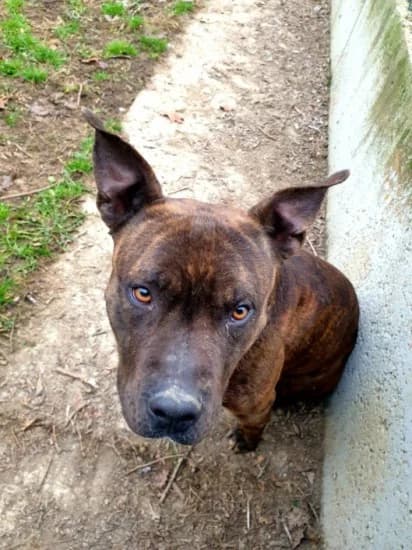 Macchia, Mixed Breed for adoption at Canile di Porpetto