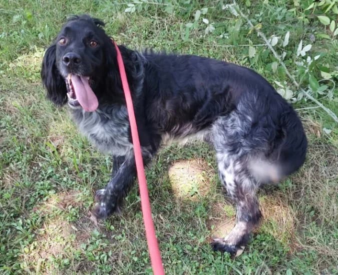 Rocky, Mixed Breed for adoption at Canile di Porpetto