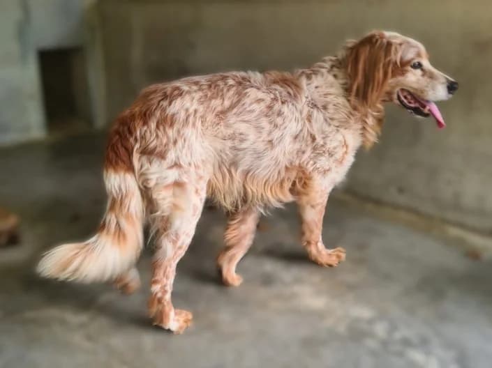 Makkia, Mixed Breed for adoption at Canile di Porpetto