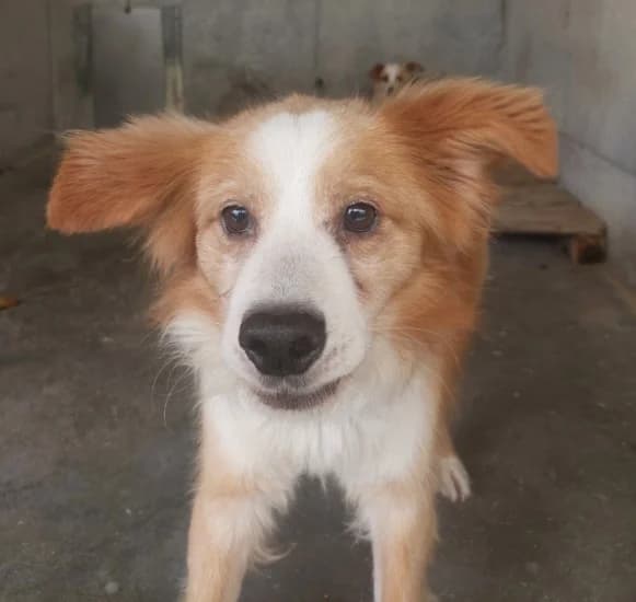 Rudy, Mixed Breed for adoption at Canile di Porpetto