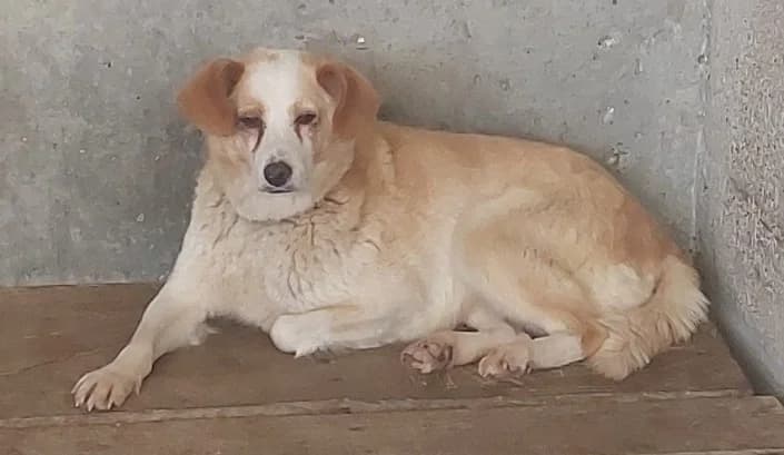 Lilla, Mixed Breed for adoption at Canile di Porpetto