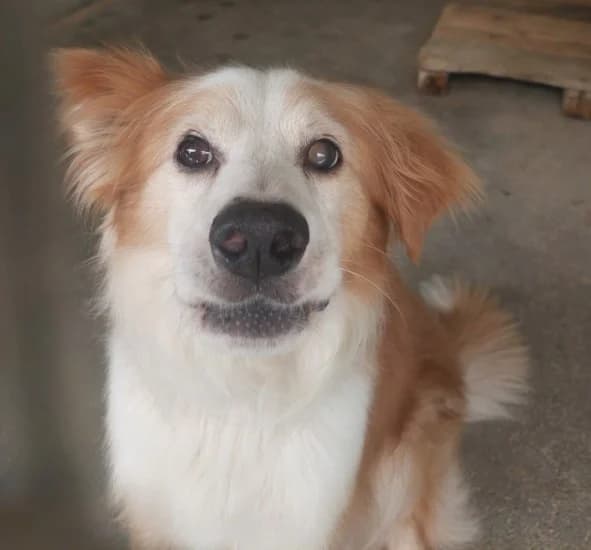 Bred, female Mixed Breed for adoption at Canile di Porpetto