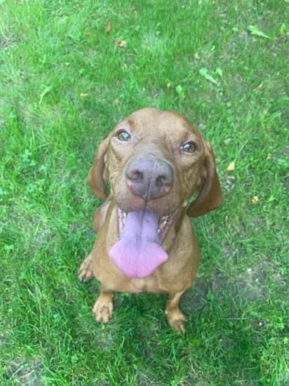 Luna, Mixed Breed for adoption at Canile di Porpetto
