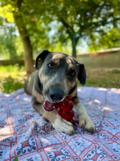 Joshua, Mixed Breed for adoption at Canile di Porpetto