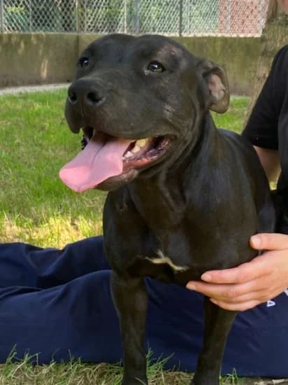 Lilith, female Mixed Breed for adoption at Canile di Porpetto