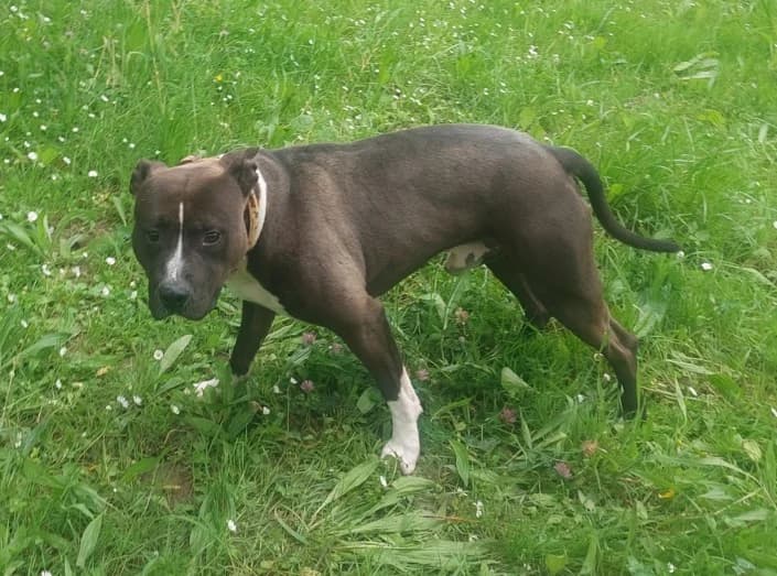 Dino, Mixed Breed for adoption at Canile di Porpetto
