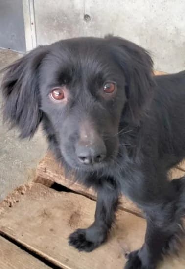Perla, Mixed Breed for adoption at Canile di Porpetto
