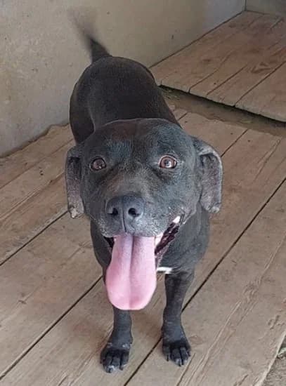 Sabrina, Mixed Breed for adoption at Canile di Porpetto