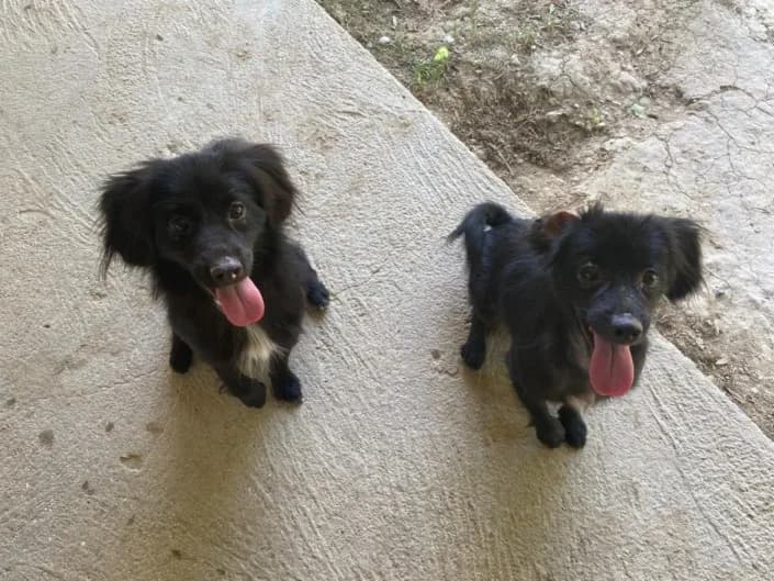 Toni e remo, Mixed Breed for adoption at Canile di Porpetto