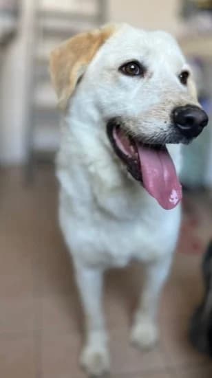Silvana, Mixed Breed for adoption at Canile di Porpetto