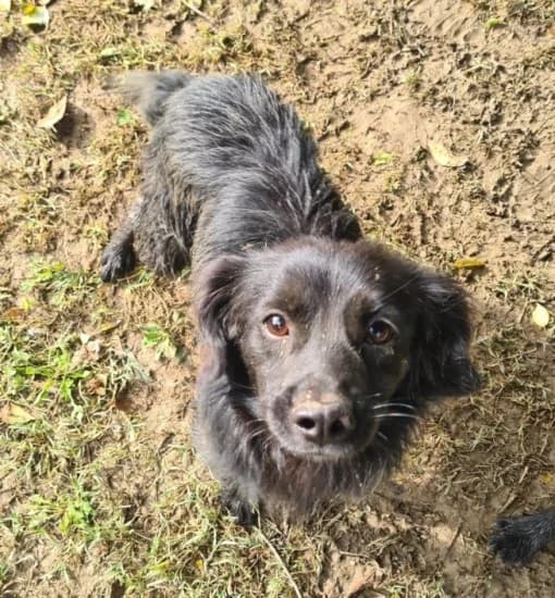 Mirco, Mixed Breed for adoption at Canile di Porpetto