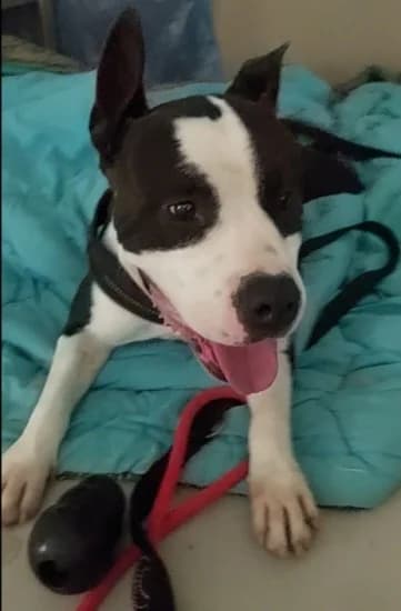 Yuri, Mixed Breed for adoption at Canile di Porpetto