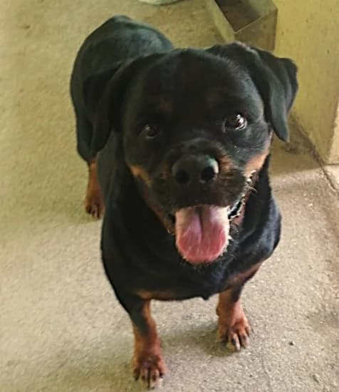Simba, Mixed Breed for adoption at Canile di Porpetto