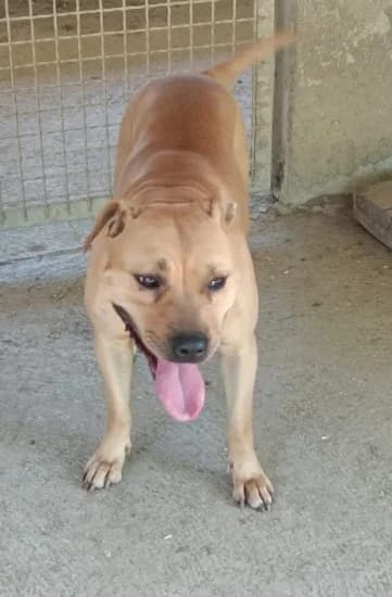 Miss kitty, puppy Mixed Breed for adoption at Canile di Porpetto