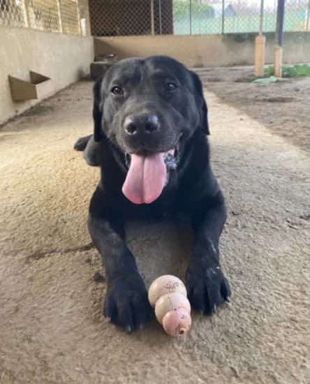 Dylan dog, female Mixed Breed for adoption at Canile di Porpetto