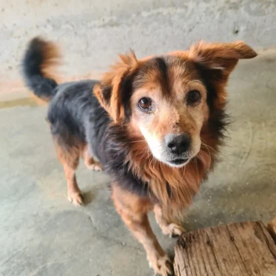 Remi, female Mixed Breed for adoption at Canile di Porpetto