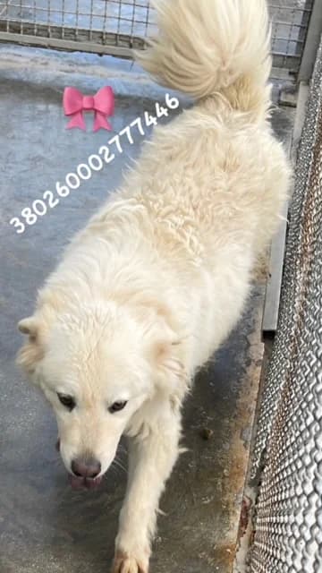 Dog, BIANCO female senior mixed breed for adoption at Canile Re.Ca.No, Giugliano