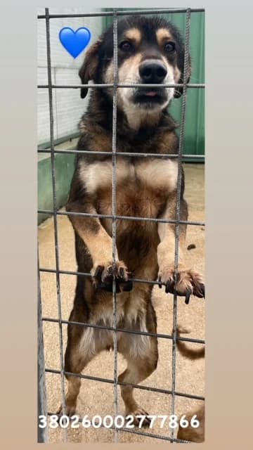 Dog, FULVO SCURO male senior mixed breed for adoption at Canile Re.Ca.No, Giugliano