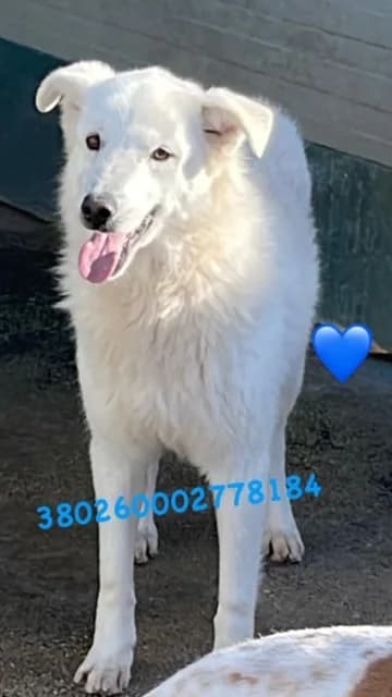 Comune di Pozzuoli, BIANCO male senior mixed breed for adoption at Canile Re.Ca.No, Giugliano
