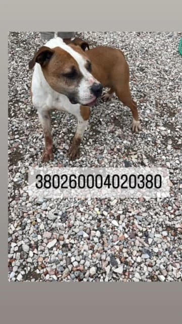 Dog, BIANCO ARANCIO male 3yo mixed breed for adoption at Canile Re.Ca.No, Giugliano