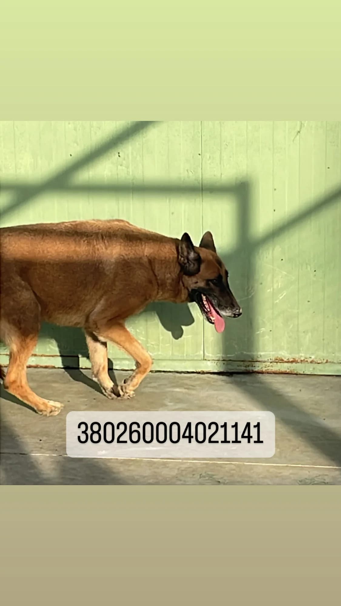 Dog, MARRONE FOCATO male senior mixed breed for adoption at Canile Re.Ca.No, Giugliano