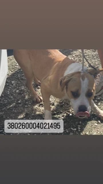 COMUNE DI NAPOLI, FULVO BIANCO female senior mixed breed for adoption at Canile Re.Ca.No, Giugliano