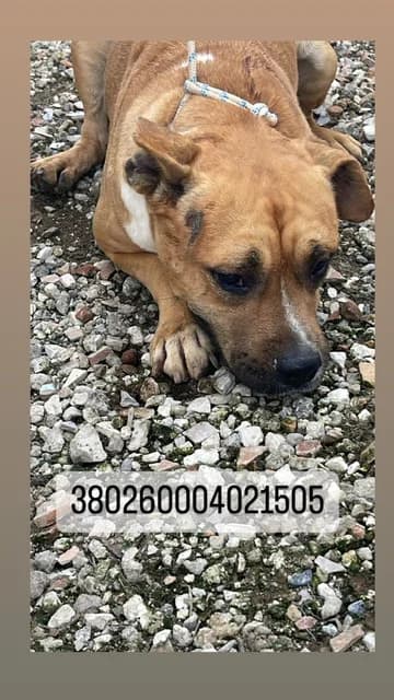 Dog, FULVO BIANCO female senior mixed breed for adoption at Canile Re.Ca.No, Giugliano