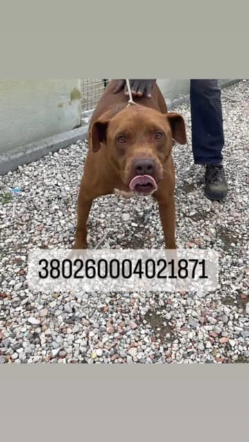 Dog, MARRONE SCURO male 3yo mixed breed for adoption at Canile Re.Ca.No, Giugliano