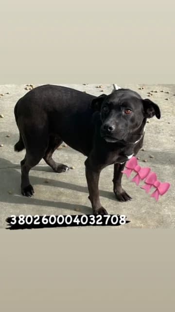 Comune di Pozzuoli, NERO female senior mixed breed for adoption at Canile Re.Ca.No, Giugliano