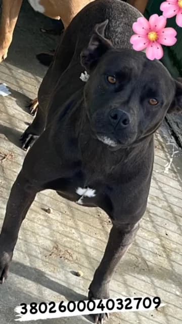 Comune di Pozzuoli, NERO female senior mixed breed for adoption at Canile Re.Ca.No, Giugliano