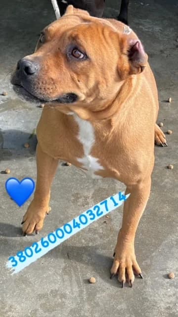 Comune di Pozzuoli, FULVO male senior mixed breed for adoption at Canile Re.Ca.No, Giugliano
