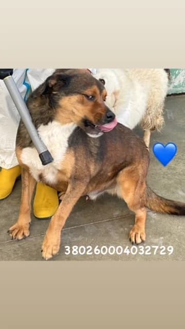 Dog, FULVO CARBONATO male senior mixed breed for adoption at Canile Re.Ca.No, Giugliano
