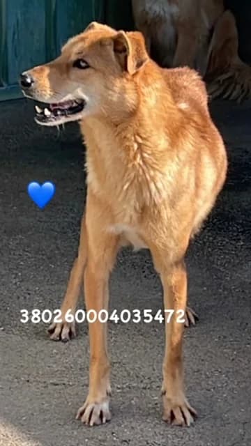 Comune di Pozzuoli, FULVO male senior mixed breed for adoption at Canile Re.Ca.No, Giugliano